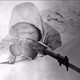 Imagen: Simo Häyhä/White Death. BI